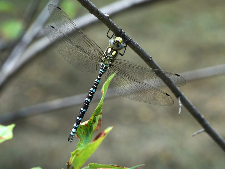 Blaugrüne Mosaikjungfer – Die Metamorphose einer Libelle