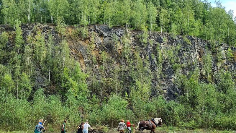 Biotoppflege 2024 in Grube 7 und dem Sedimentationsbecken