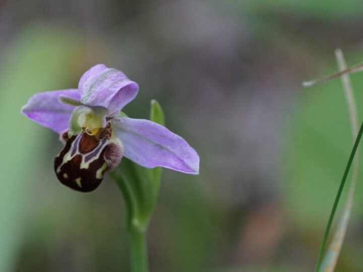 Team Orchideen / Seltene Pflanzen Jahresabschluss-Bericht 2024