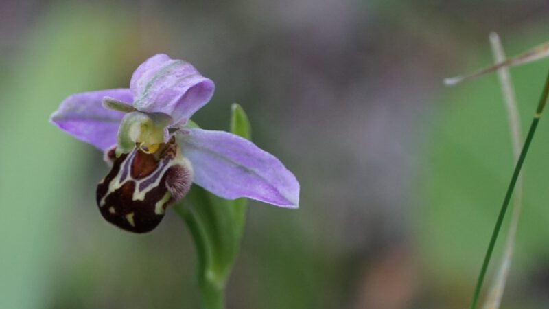 Team Orchideen / Seltene Pflanzen Jahresabschluss-Bericht 2024