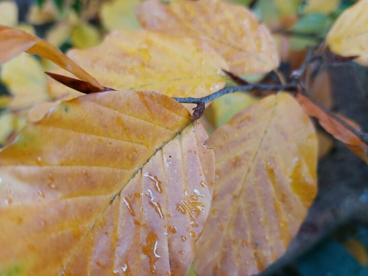 Niederschlagsdaten Haan – Gruiten des Vormonats