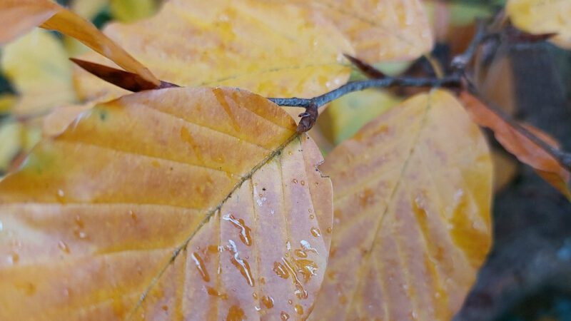 Niederschlagsdaten Haan – Gruiten des Vormonats